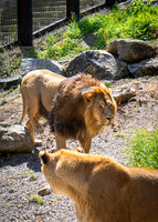 Dublin Zoo Trip (11 of 36)