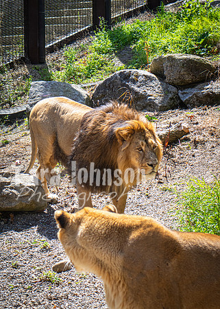 Dublin Zoo Trip (11 of 36)
