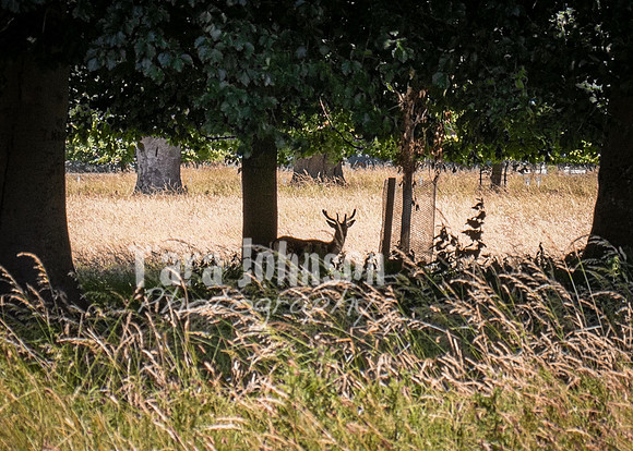Phoenix Park Trip (40 of 40)