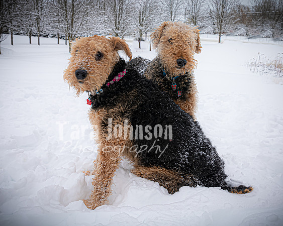 Woodrow & Lilly - TJP (24 of 64)