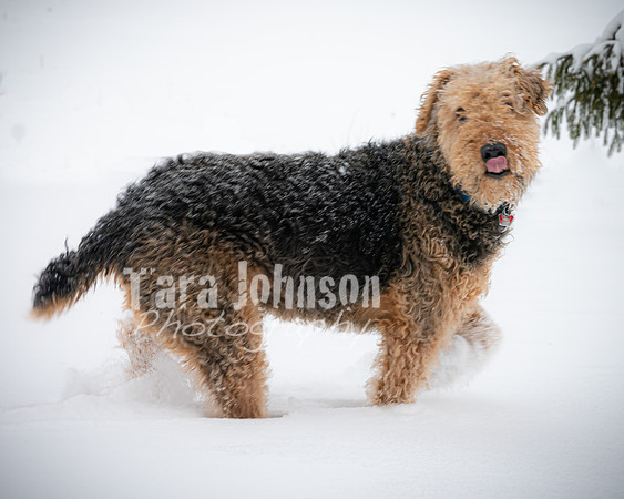 Woodrow & Lilly - TJP (43 of 64)
