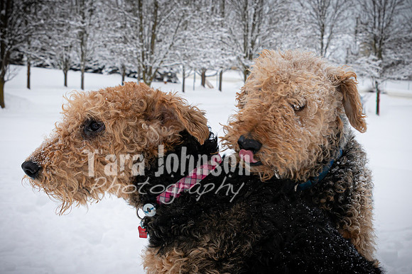 Woodrow & Lilly - TJP (23 of 64)