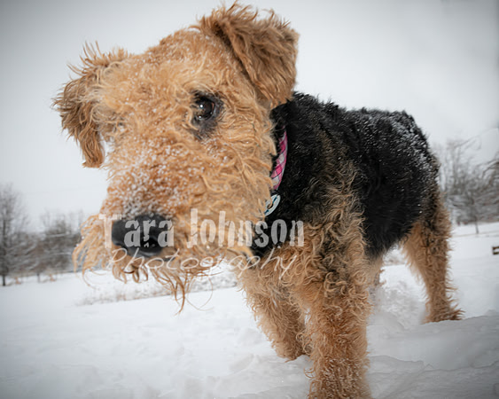 Woodrow & Lilly - TJP (12 of 64)