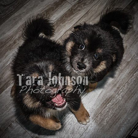 Bryde Family & Finish Lapphund Pups - TJP (9 of 60)