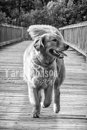 Nolan Sassak @ Kensington - BW - TJP (32 of 84)