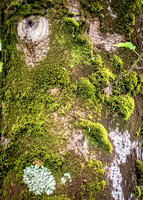 Galway Day Trip - Riverside Walk (19 of 57)
