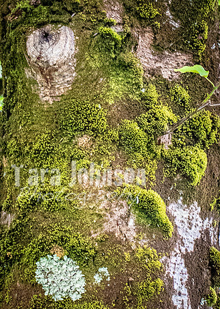 Galway Day Trip - Riverside Walk (19 of 57)