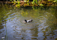 Dublin Zoo Trip (4 of 36)