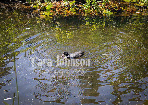 Dublin Zoo Trip (4 of 36)