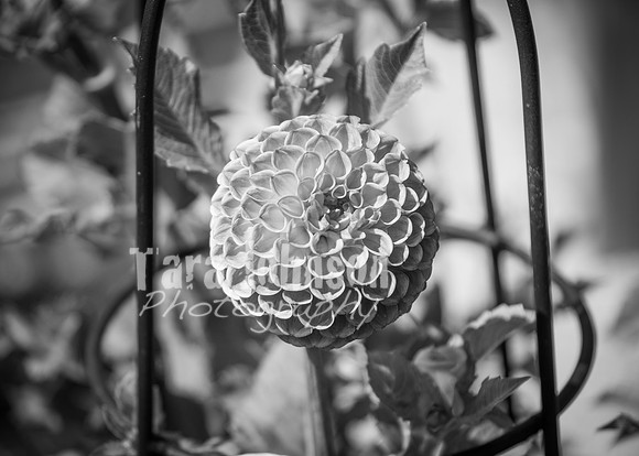 24 D & B Law Wedding - Full Collection B&W (24 of 308)