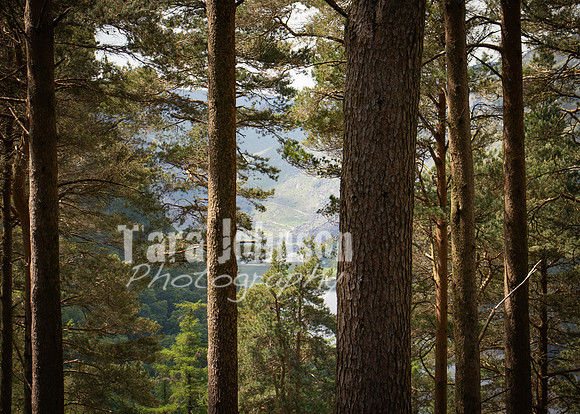 Glendalough Field Trip (108 of 117)