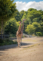Dublin Zoo Trip (14 of 36)