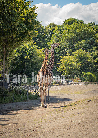 Dublin Zoo Trip (14 of 36)
