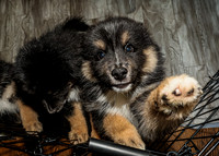 Bryde Family & Finish Lapphund Pups - TJP (10 of 60)