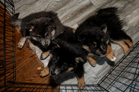 Bryde Family & Finish Lapphund Pups - TJP (12 of 60)