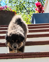 Bryde Family & Finish Lapphund Pups - TJP (17 of 60)
