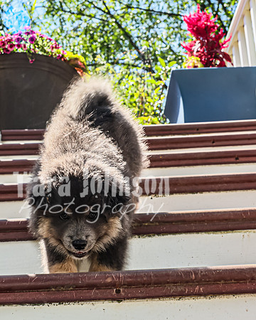 Bryde Family & Finish Lapphund Pups - TJP (17 of 60)