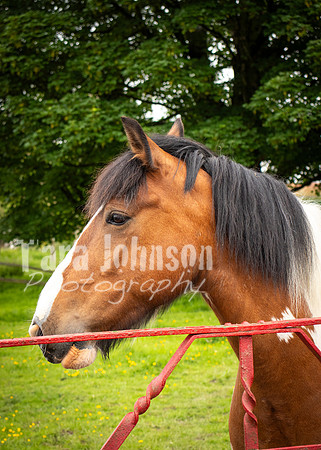 Glendalough Field Trip (21 of 117)