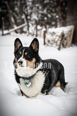 Scott & Tara - TJP (11 of 20)