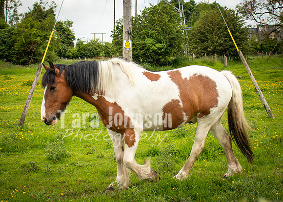 Glendalough Field Trip (28 of 117)