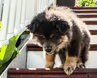 Bryde Family & Finish Lapphund Pups - TJP (18 of 60)