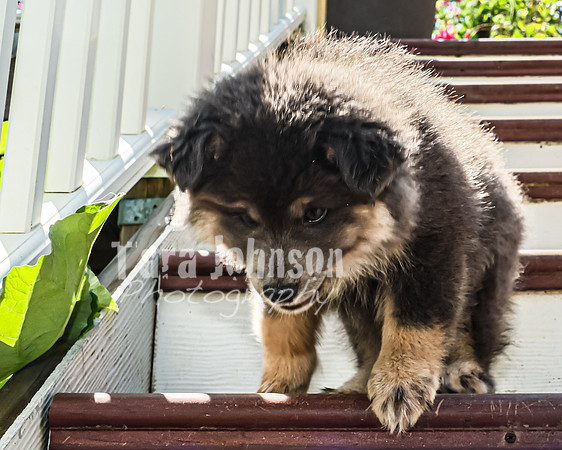 Bryde Family & Finish Lapphund Pups - TJP (18 of 60)