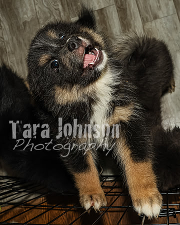 Bryde Family & Finish Lapphund Pups - TJP (6 of 60)