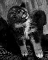 Bryde Family & Finish Lapphund Pups - BW - TJP (6 of 60)