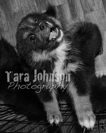Bryde Family & Finish Lapphund Pups - BW - TJP (6 of 60)