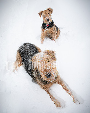 Woodrow & Lilly - TJP (52 of 64)