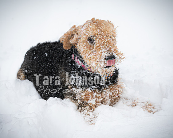Woodrow & Lilly - TJP (32 of 64)