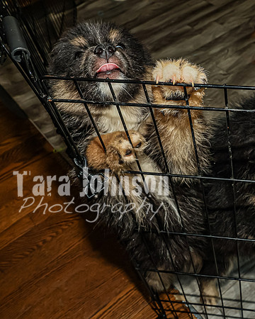 Bryde Family & Finish Lapphund Pups - TJP (7 of 60)