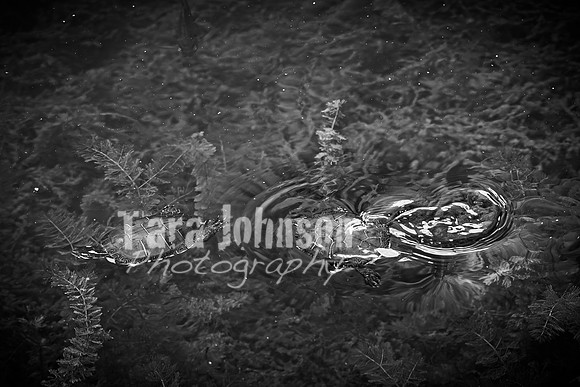 Gillert Family - BW - TJP (22 of 32)
