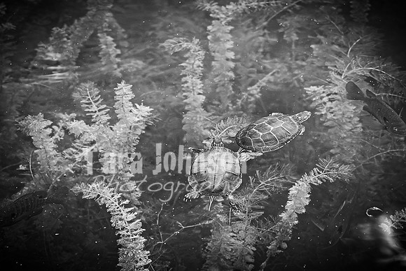 Gillert Family - BW - TJP (23 of 32)