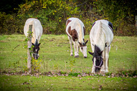 August & Sara - The Equine - TJP (2 of 2)
