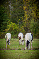 August & Sara - The Equine - TJP (1 of 2)