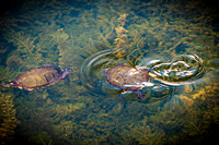 Epping & Cholish Family @ Indian Springs - Color - TJP (17 of 43)
