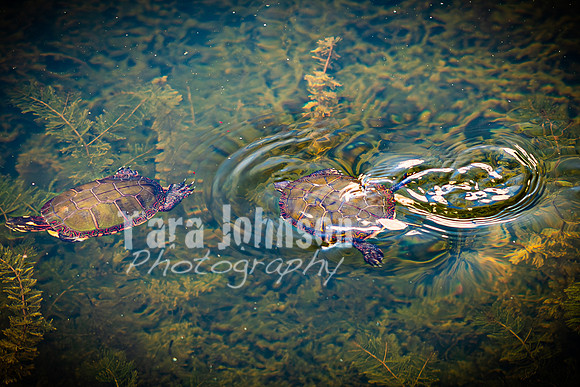 Epping & Cholish Family @ Indian Springs - Color - TJP (17 of 43)
