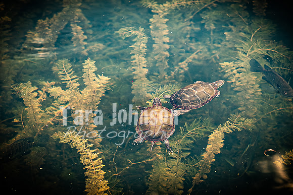 Epping & Cholish Family @ Indian Springs - Color - TJP (18 of 43)