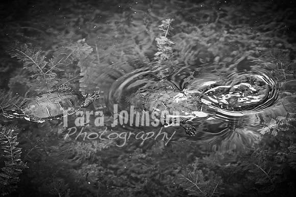 Epping & Cholish Family @ Indian Springs - BW - TJP (17 of 43)