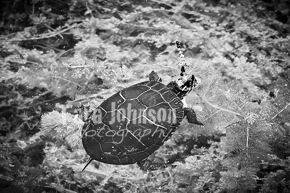 Epping & Cholish Family @ Indian Springs - BW - TJP (19 of 43)