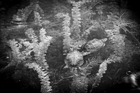 Epping & Cholish Family @ Indian Springs - BW - TJP (18 of 43)