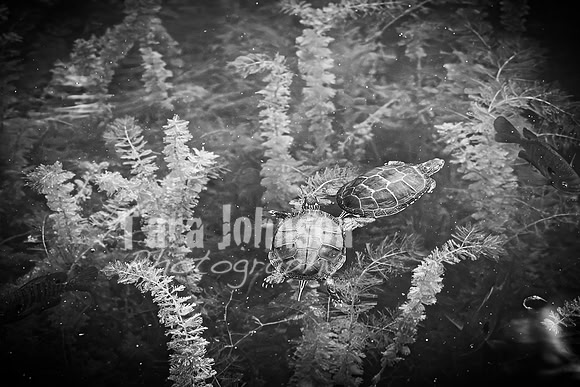 Epping & Cholish Family @ Indian Springs - BW - TJP (18 of 43)
