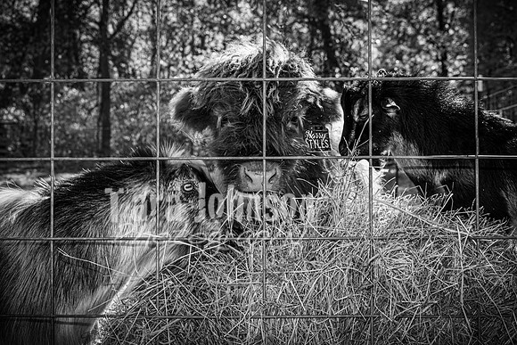 Cortellini Family - TJP (1 of 143)