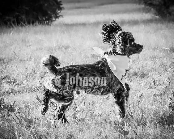 Garrett & MJ Engagement @ Willow Way - BW - TJP (12 of 74)