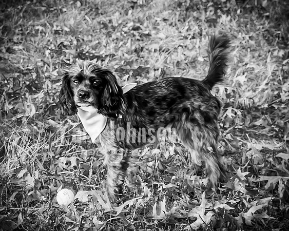 Garrett & MJ Engagement @ Willow Way - BW - TJP (63 of 74)