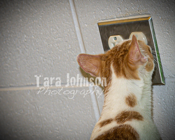 2022 LHS Theatre - Cats - TJP (4 of 70)