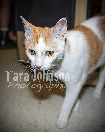 2022 LHS Theatre - Cats - TJP (6 of 70)
