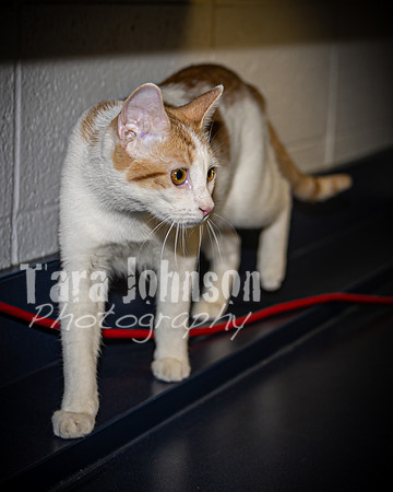 2022 LHS Theatre - Cats - TJP (10 of 70)