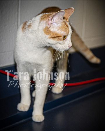 2022 LHS Theatre - Cats - TJP (11 of 70)